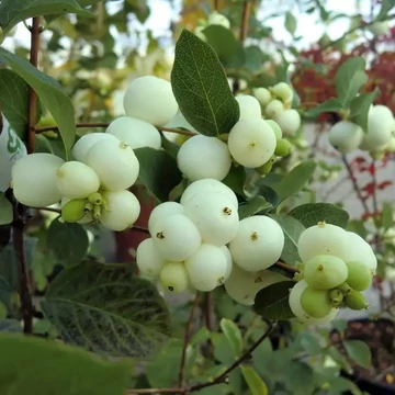 Symphoricarpos x doorenbosii 'White Hedge' – Hóbogyó