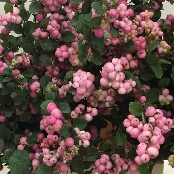 Symphoricarpos 'Pink Pearl' – Hóbogyó