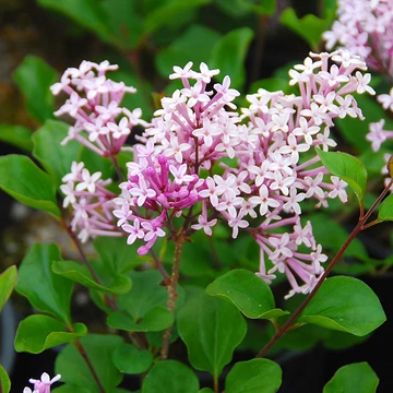 Syringa meyeri 'Palibin' - Törpe orgona