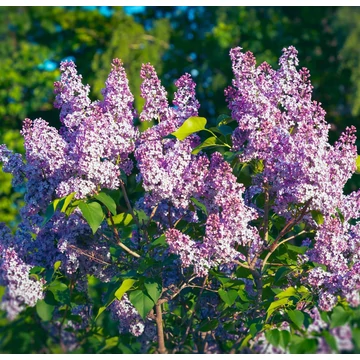 Syringa vulgaris - Közönséges orgona