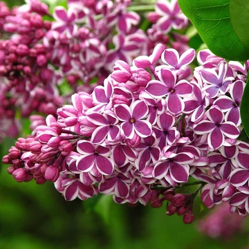 Syringa vulgaris 'Sensation' - Közönséges orgona