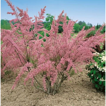 Tamarix tetrandra - Tamriska