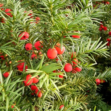 Taxus baccata - Tiszafa