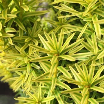 Taxus baccata 'David' - Tiszafa