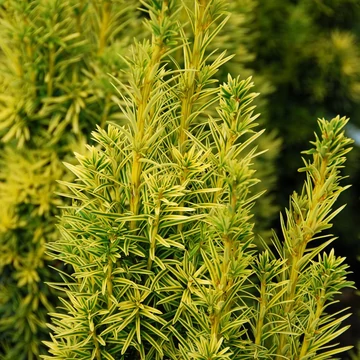 Taxus baccata &#039;Fastigiata Aurea&#039; - Arany oszlopos tiszafa