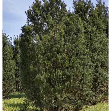 Taxus baccata 'Overeynderi' - Tiszafa