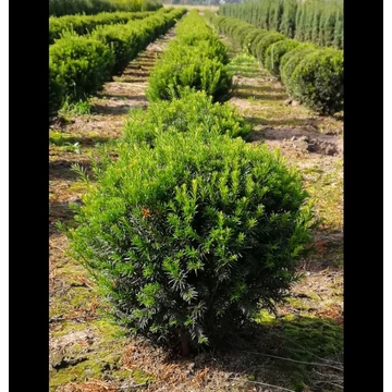 Taxus media &#039;Groenland&#039; - Tiszafa