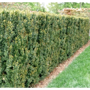 Taxus x media 'Hillii' - Tiszafa