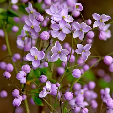 Thalictrum 'Splendide' – Szárnyastermésű borkóró