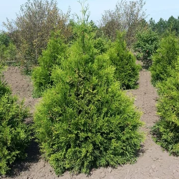 Thuja occidentalis 'Brabant' - Nyugati tuja