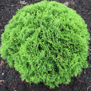 Thuja occidentalis 'Danica' - Nyugati tuja