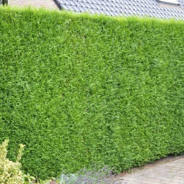 Thuja plicata 'Atrovirens' - Óriás tuja