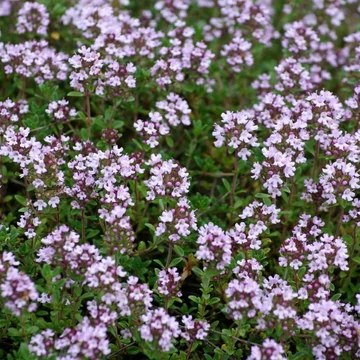 Thymus vulagris 'German Winter' – Kakukkfű