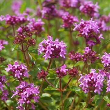 Thymus serpyllum - Mezei kakukkfű
