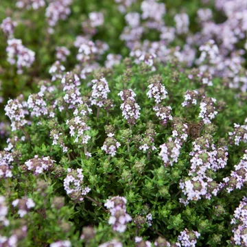 Thymus vulgaris - Kakukkfű