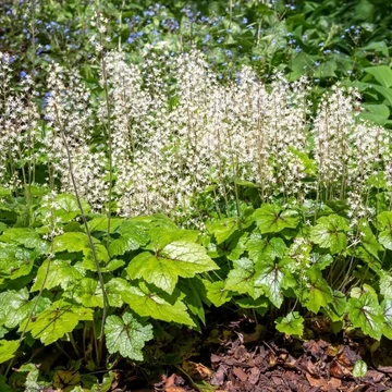Tiarella wherryi 'White' – Turbántok