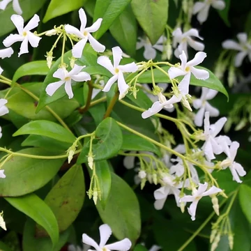 Trachelospermum jasminoides - Csillagjázmin
