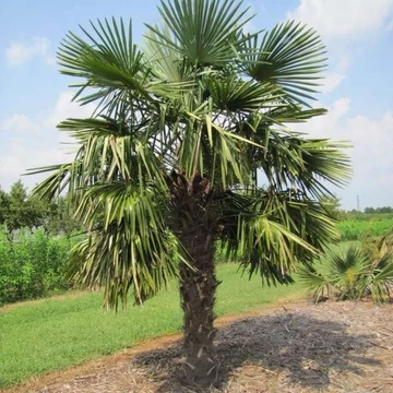Trachycarpus fortunei - Kínai kenderpálma