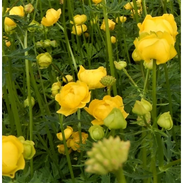 Trollius europaeus - Európai zergeboglár