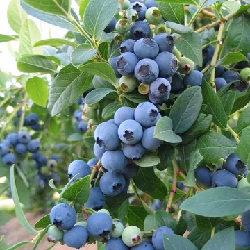 Vaccinium corymbosum &#039;Bluecrop&#039; - Kék, fürtös áfonya