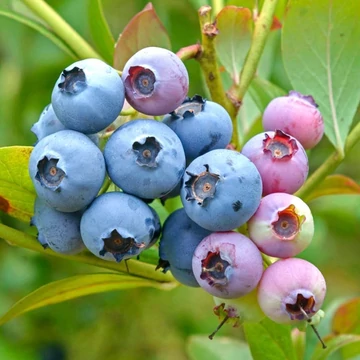 Vaccinium corymbosum 'Bluejay' - Kék, fürtös áfonya