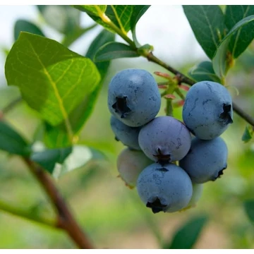 Vaccinium corymbosum 'Brigitta Blue' - Kék, fürtös áfonya