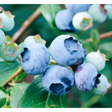 Vaccinium corymbosum &#039;Duke&#039; - Kék, fürtös áfonya
