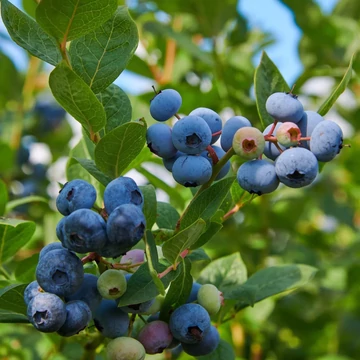 Vaccinium corymbosum 'Goldtraube' – Magasbokrú áfonya (cserjés vagy fürtös áfonya)