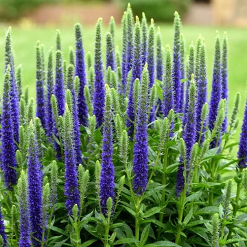 Veronica spicata 'Ulster Dwarf Blue' - Macskafarkú veronika