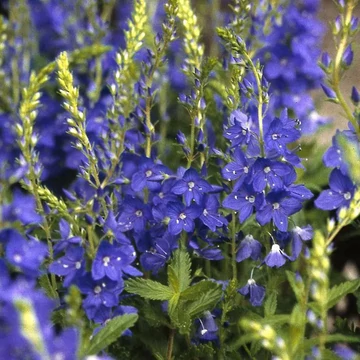 Veronica teucrium/austriaca 'Knallblau' - Gamandor veronika