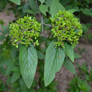 Viburnum rhytidophyllum 'Willowwood' – Ráncoslevelű bangita