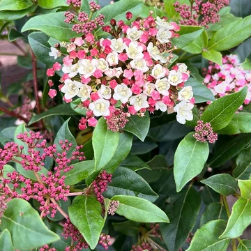 Viburnum tinus 'Lisa Rose'® – Téli bangita