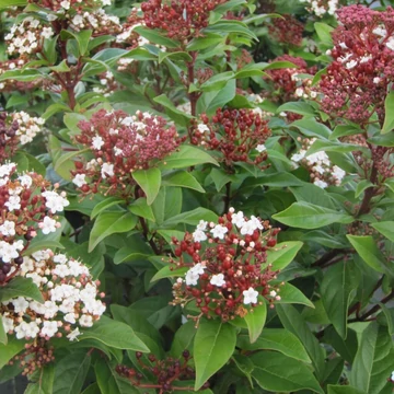 Viburnum tinus (syn.: Viburnum lucidum) 'Lucidum' – Téli bangita