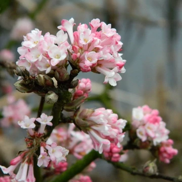 Viburnum x bodnantense &#039;Charles Lamont&#039; - Kikeleti bangita