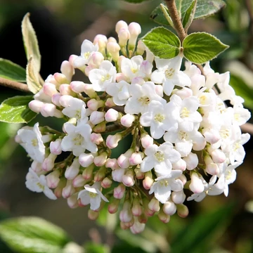Viburnum x burkwoodii - Tavaszi bangita