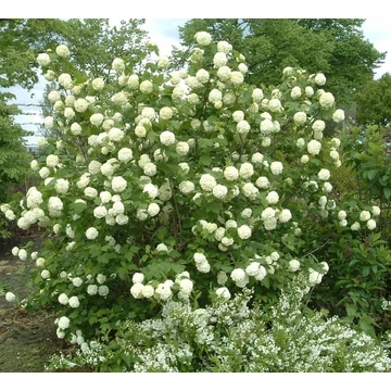 Viburnum opulus 'Roseum' - Labdarózsa
