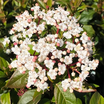 Viburnum tinus - Téli bangita