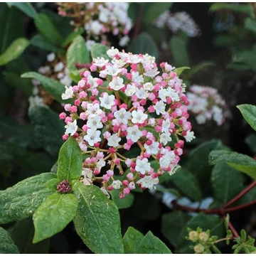 Viburnum tinus 'Gwenllian' - Téli bangita