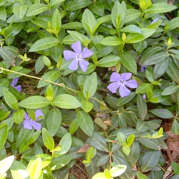 Vinca major - Nagy meténg, nagy télizöld