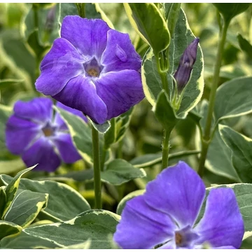 Vinca major 'Variegata' - Nagy meténg, nagy télizöld