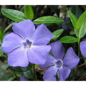 Vinca minor - Kis télizöld, meténg