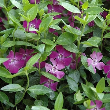 Vinca minor &#039;Atropurpurea&#039; - Kis télizöld, meténg