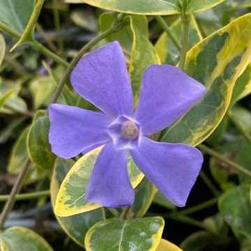 Vinca minor 'Aureovariegata' - Kis télizöld, meténg