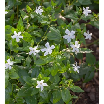 Vinca minor 'Gertrude Jekyll' - Kis télizöld, meténg