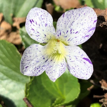 Viola sororia 'Freckles' - Csíkos ibolya, pillangós árvácska