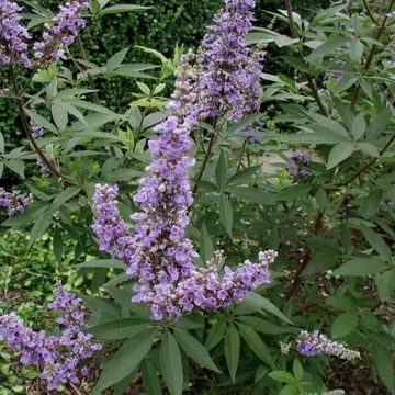 Vitex agnus-castus 'Latifolia' - Illatos barátcserje