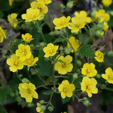 Waldsteinia geoides - Erdei berkipimpó