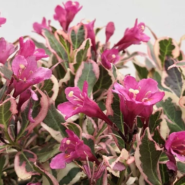 Weigela florida 'All Summer Monet' (syn.: 'Verweig8') – Rózsalonc