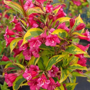 Weigela florida 'Brigela'® (syn.: 'Moulin Rouge'®) – Rózsalonc