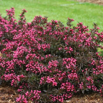 Weigela florida 'Minor Black'® – Rózsalonc